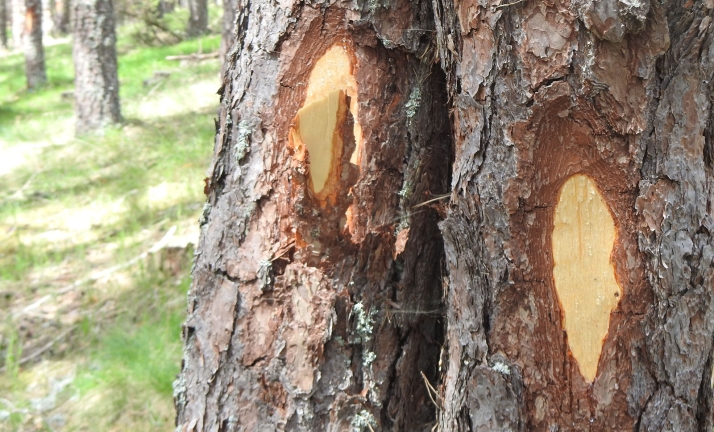 El malestar por una corta de pinos en Navaleno derivará en escritos a la Junta y al Ayuntamiento